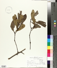 Quercus laurifolia image