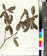 Quercus laurifolia image