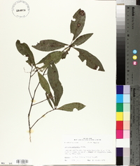 Quercus laurifolia image