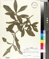 Quercus laurifolia image