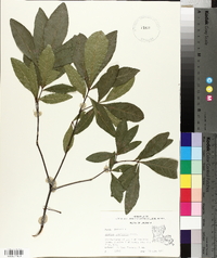 Quercus laurifolia image