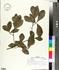 Quercus laurifolia image