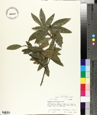 Quercus laurifolia image