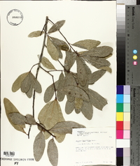 Quercus laurifolia image