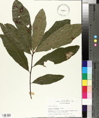 Quercus laurifolia image