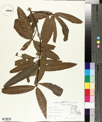 Quercus laurifolia image