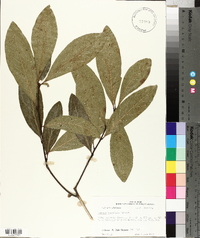 Quercus laurifolia image