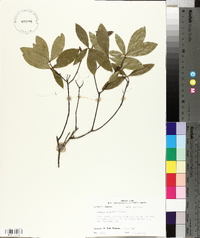 Quercus laurifolia image