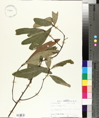 Quercus laurifolia image