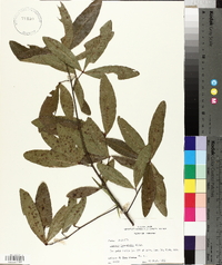 Quercus laurifolia image