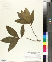 Quercus laurifolia image