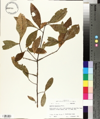 Quercus laurifolia image