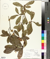 Quercus laurifolia image