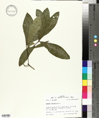 Quercus laurifolia image