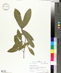 Quercus laurifolia image