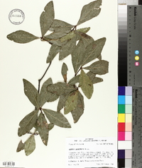 Quercus laurifolia image