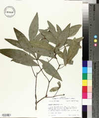 Quercus laurifolia image