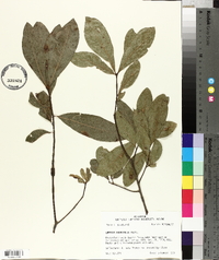 Quercus laurifolia image