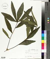 Quercus laurifolia image