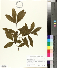 Quercus laurifolia image