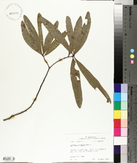 Quercus laurifolia image