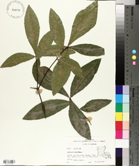 Quercus laurifolia image