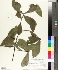 Quercus laurifolia image