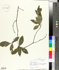 Quercus laurifolia image