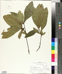 Quercus laurifolia image