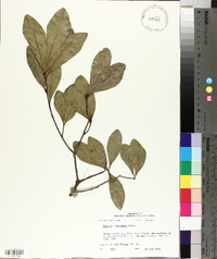 Quercus laurifolia image