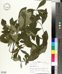 Quercus laurifolia image