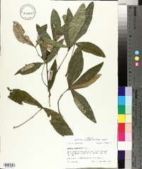 Quercus laurifolia image