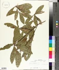 Quercus laurifolia image