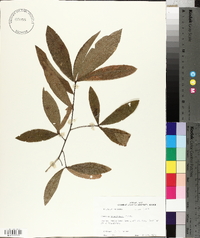 Quercus laurifolia image