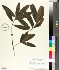 Quercus laurifolia image