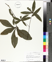 Quercus laurifolia image