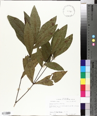 Quercus laurifolia image