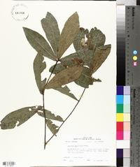 Quercus laurifolia image