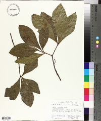 Quercus laurifolia image