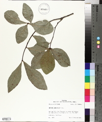 Quercus laurifolia image