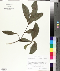 Quercus laurifolia image