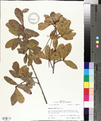 Quercus laurifolia image