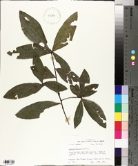 Quercus laurifolia image