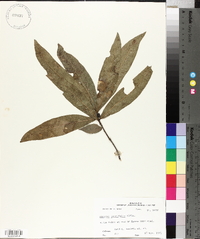 Quercus laurifolia image