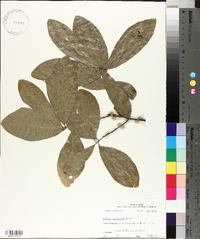 Quercus laurifolia image