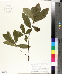 Quercus laurifolia image