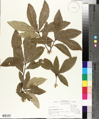 Quercus laurifolia image