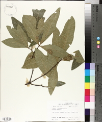 Quercus laurifolia image