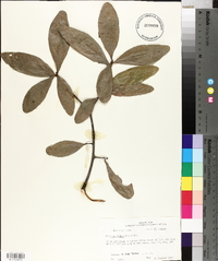 Quercus laurifolia image