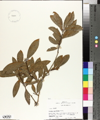 Quercus laurifolia image